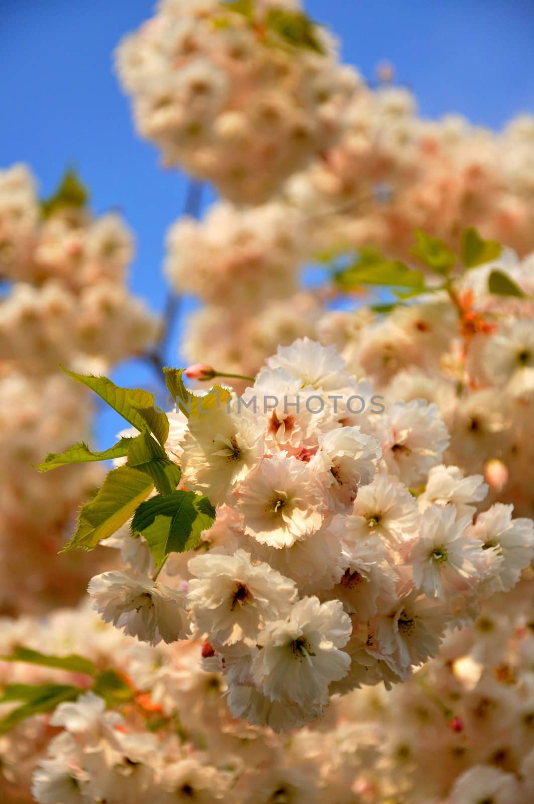 Beautiful white spring flowers (Prunus triloba) on blue sky background in Keukenhof park in Holland