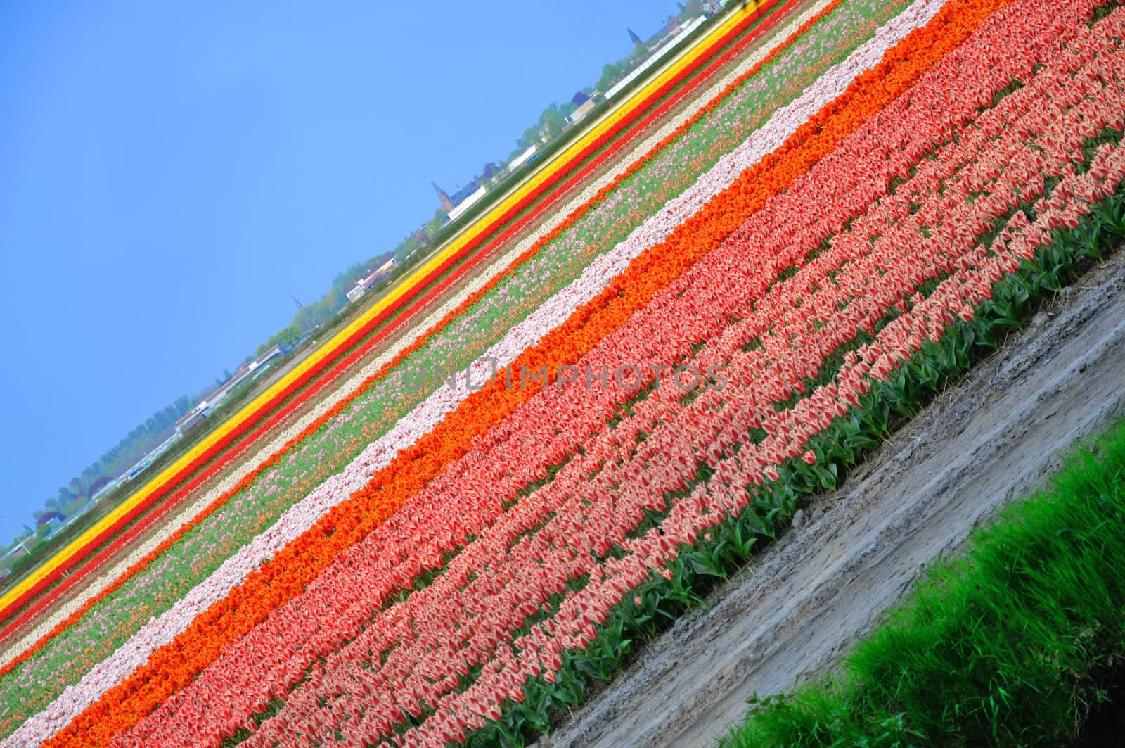 Huge field of red, pink, white, yellow tulips near Keukenhof par by Eagle2308