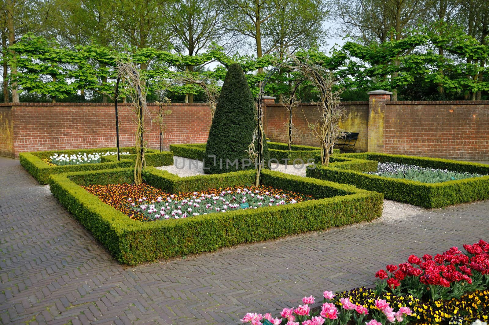 Garden with small bushes, white, orange and red tulips and brick by Eagle2308