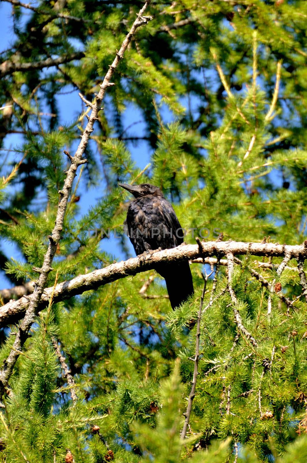 Black rook (hrach, grach) sitting on the green branch of a pine, by Eagle2308