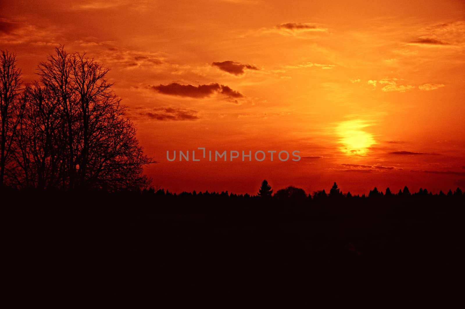 Beautiful red sunset over the forest, Dmitrov, Moscow region, Russia