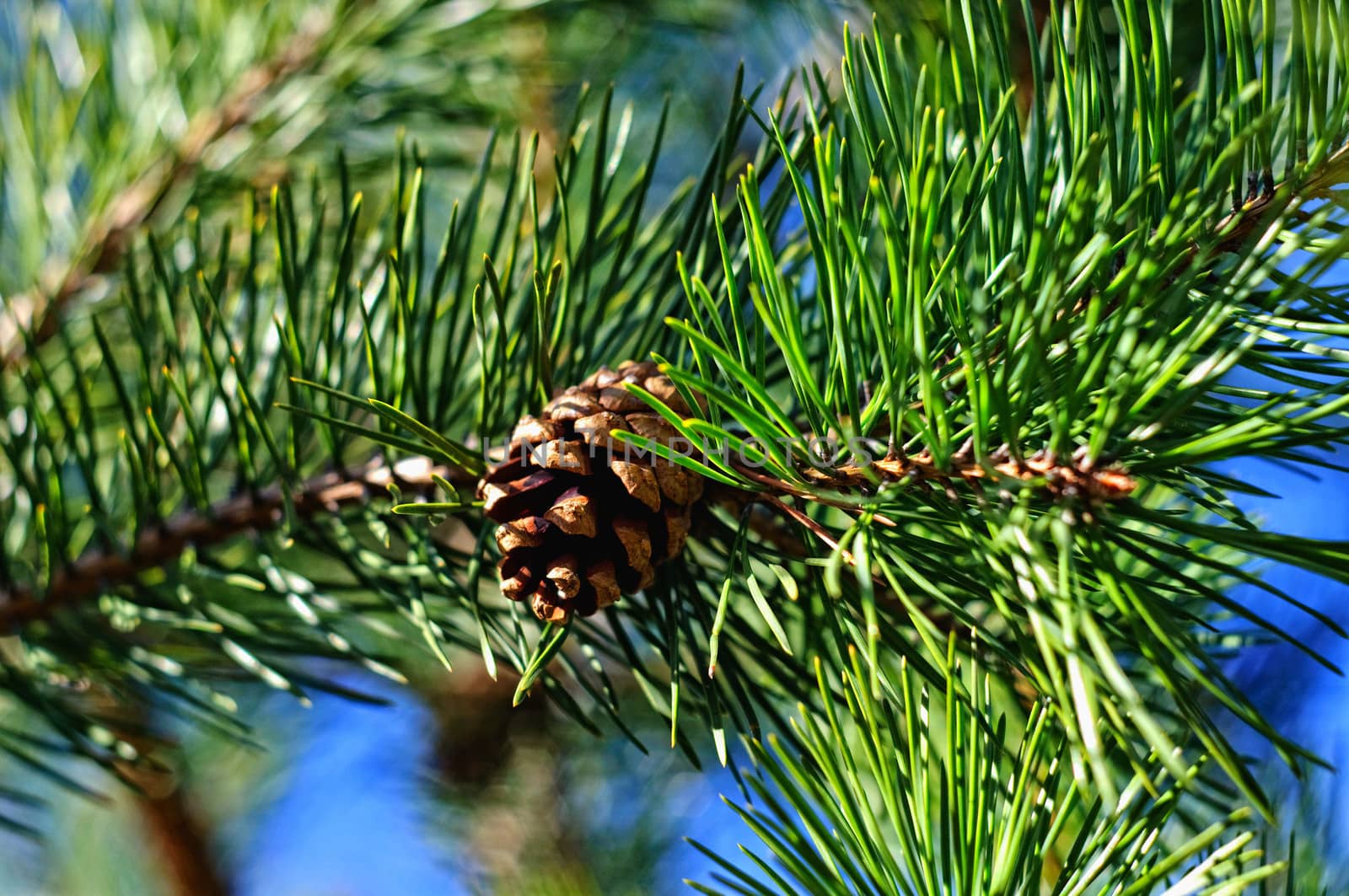 Colorful fresh green young pine branch with a cone close-up, Ser by Eagle2308