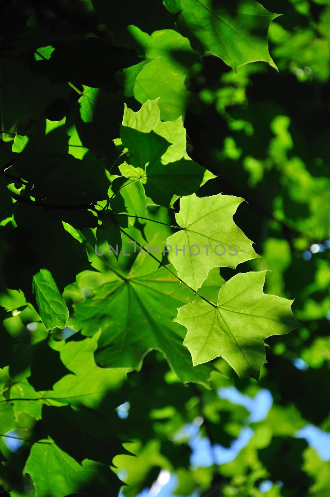 Colorful fresh green maple branch close-up, Sergiev Posad, Moscow region, Russia