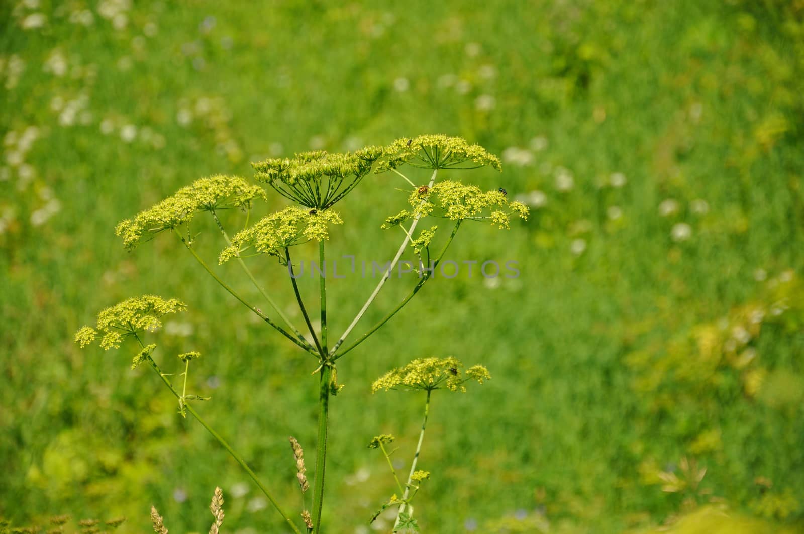 Colorful fresh green plant in a green background, Sergiev Posad, by Eagle2308