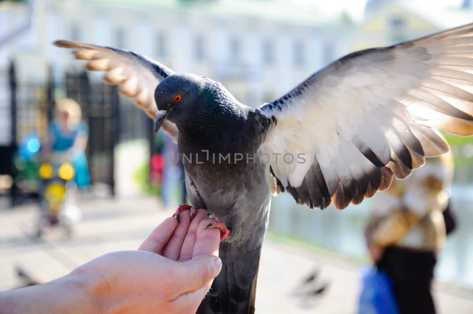 Pigeon sitting on the hand with stretched wings close-up, Sergiev Posad, Moscow region, Russia