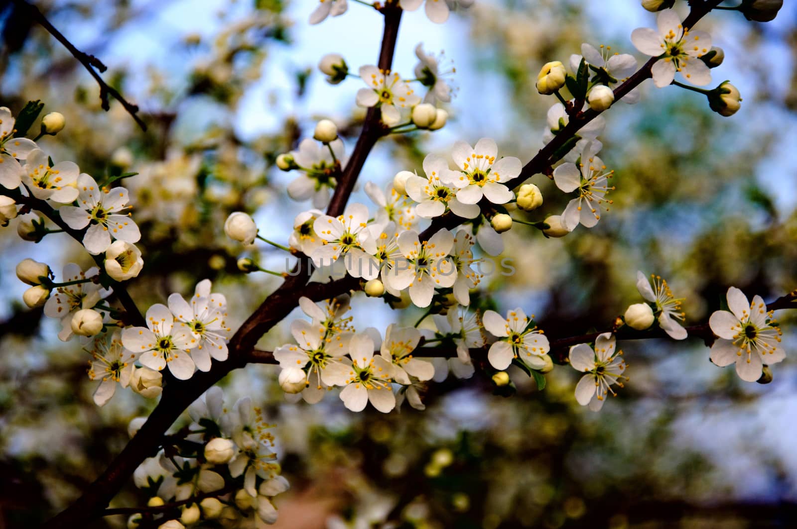 Blossoming apple tree with white flowers on blue sky background close-up, Sergiev Posad, Moscow region, Russia