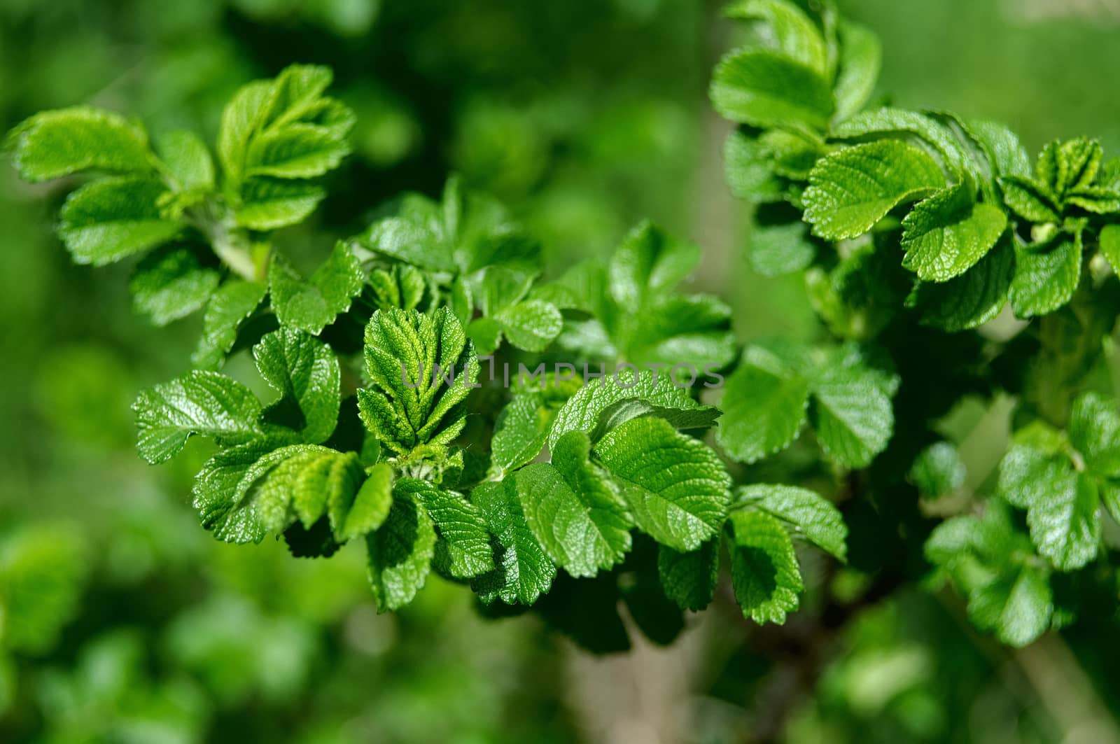 Colorful fresh green young branch of rosehip close-up, Sergiev Posad, Moscow region, Russia