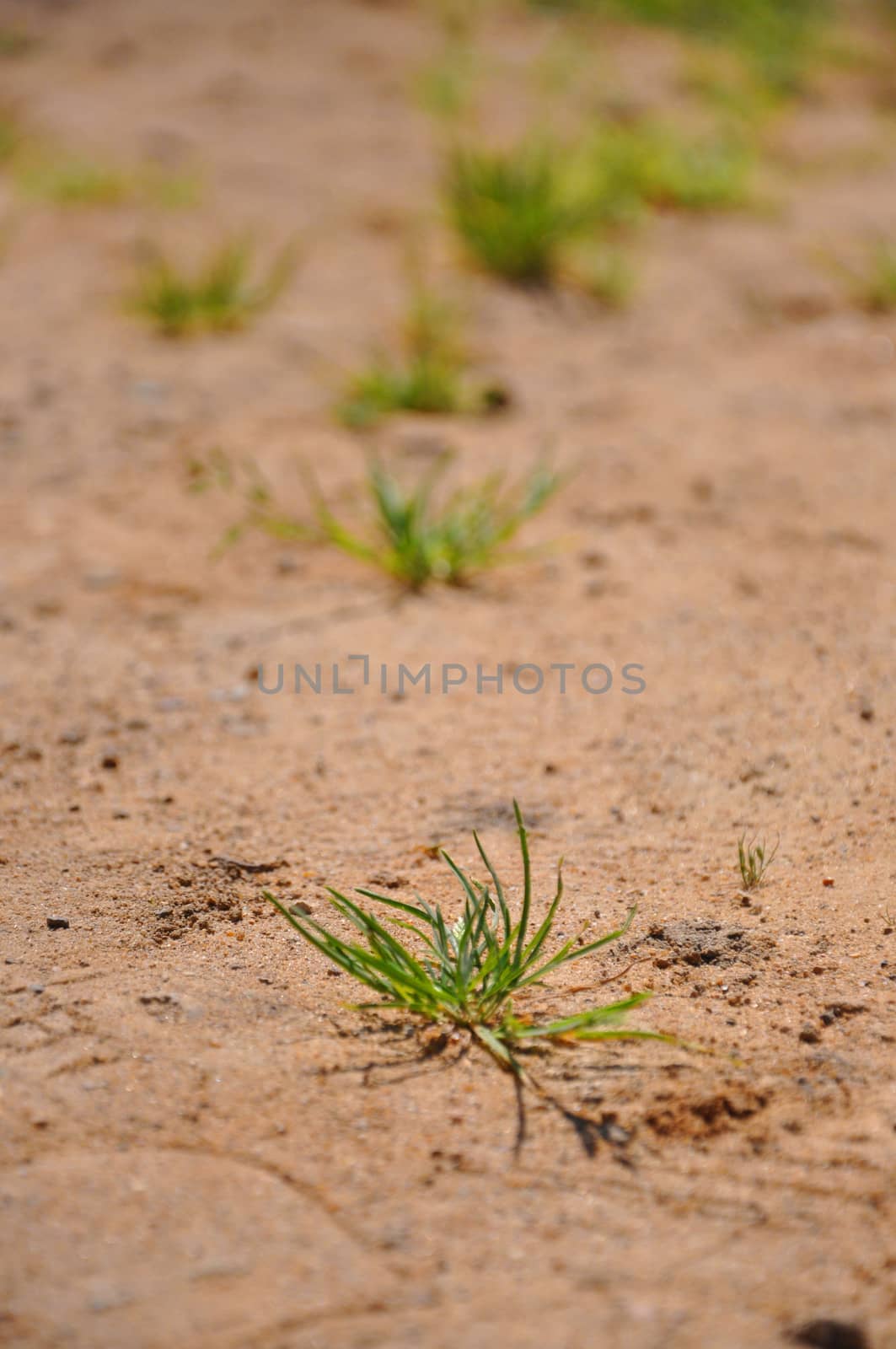 Colorful fresh green young grass growing in the sand close-up, S by Eagle2308