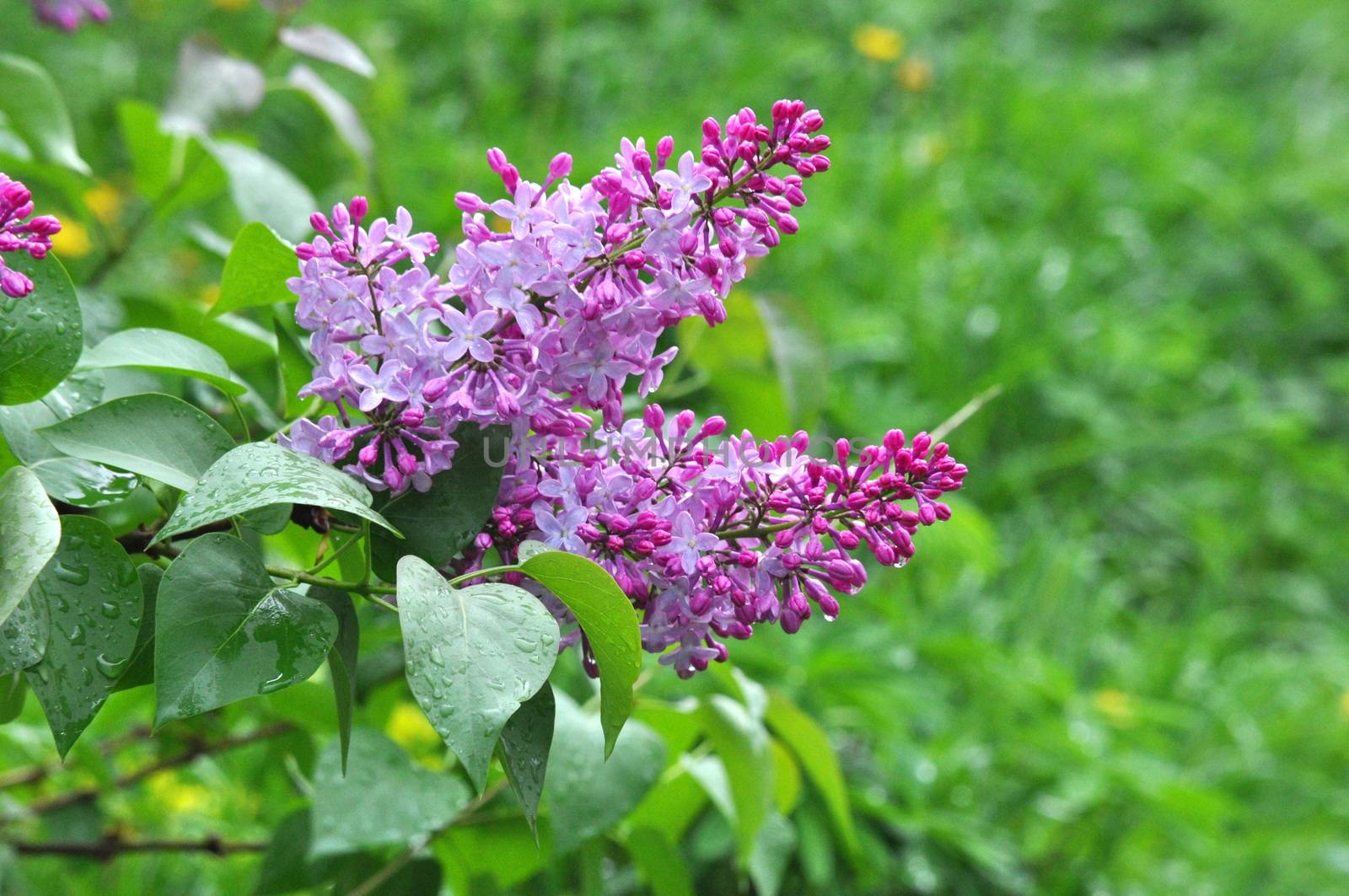 Colorful fresh wet branch of violet lilac with rain drops on leaves close-up, Sergiev Posad, Moscow region, Russia