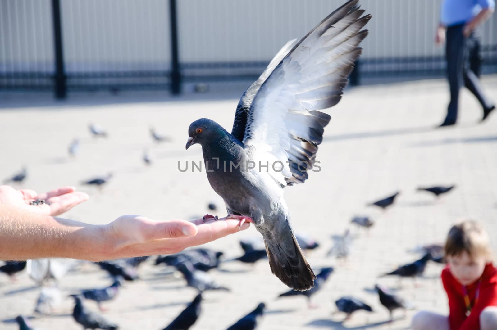Pigeon sitting on the hand with stretched wings close-up, Sergie by Eagle2308