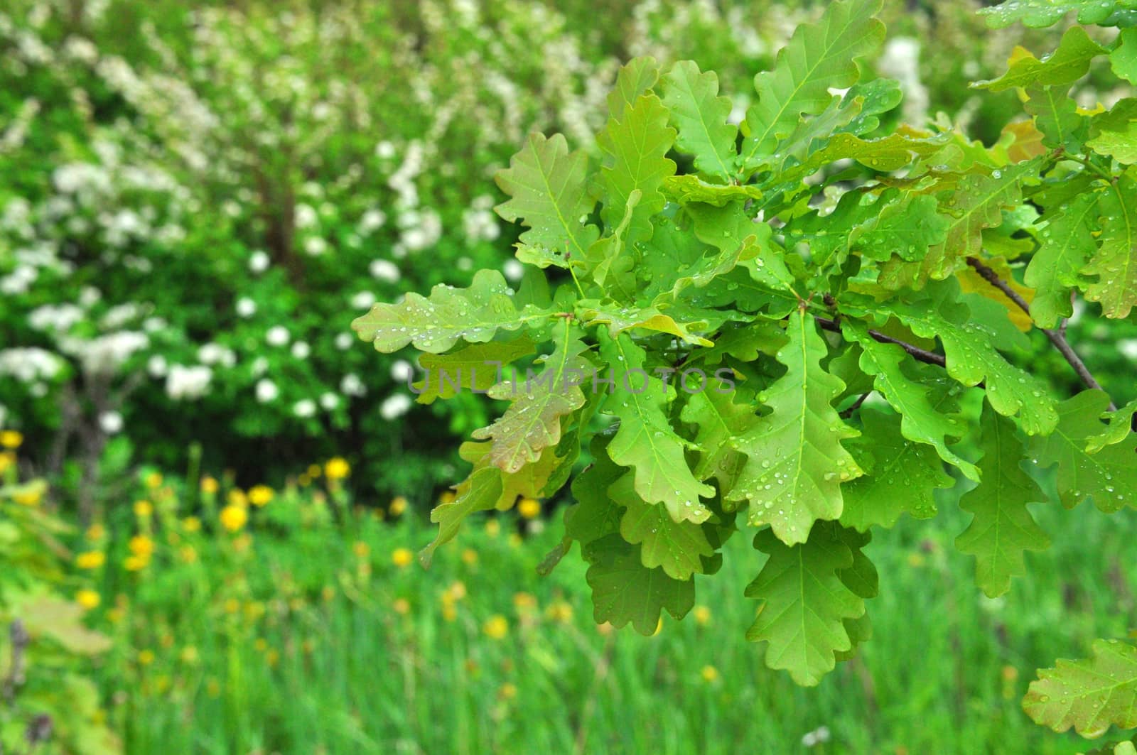 Colorful fresh green wet branch of a young oak with rain drops o by Eagle2308