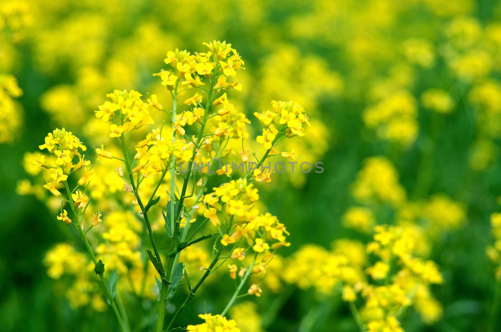 Colorful fresh yellow flowers of bittercress (Barbarea vulgaris) with close-up, Sergiev Posad, Moscow region, Russia
