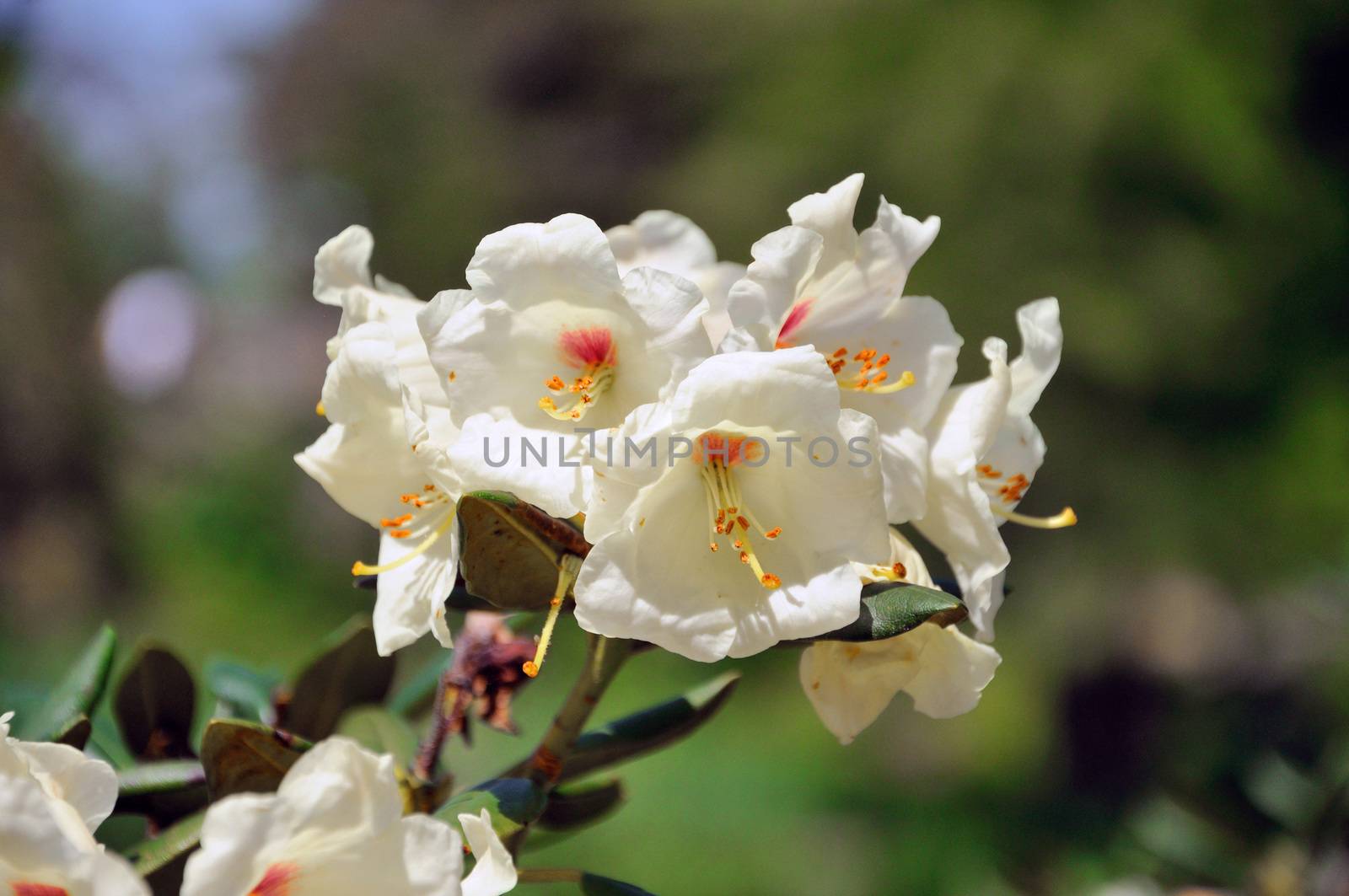 White flowers (Datura) in closeup in Palmen Garten, Frankfurt am Main, Hessen, Germany