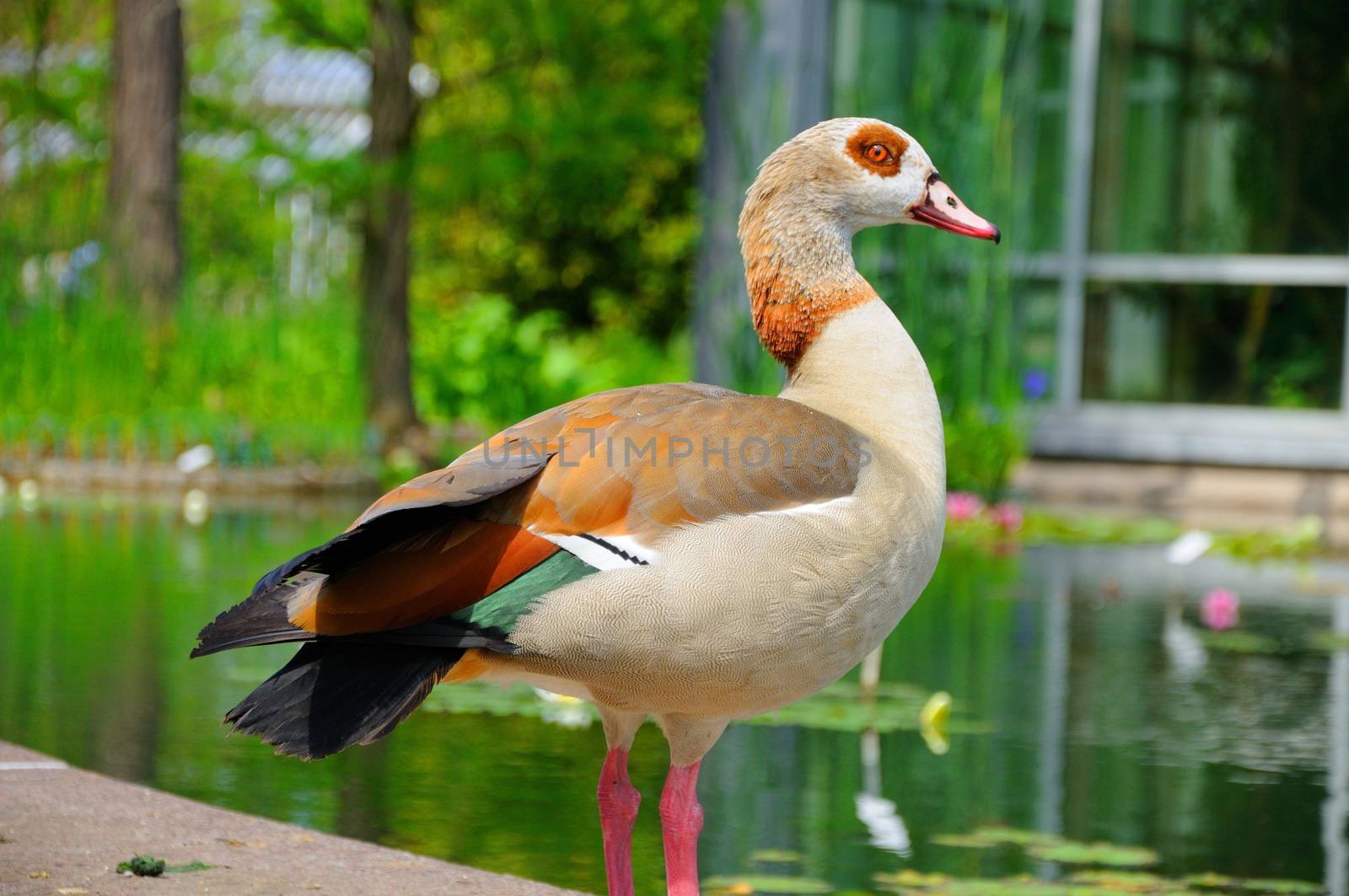 Duck closeup in Palmen Garten, Frankfurt am Main, Hessen, German by Eagle2308