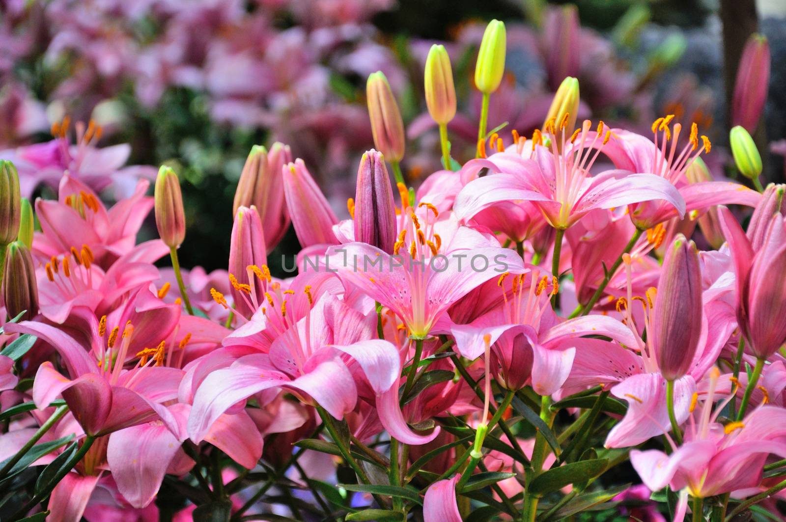 Pink lily flowers in closeup in Palmen Garten, Frankfurt am Main by Eagle2308