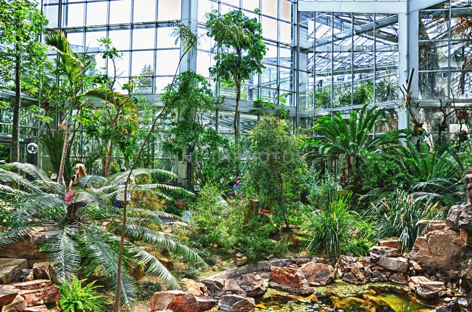 HDR Jungles in Palmen Garten, Frankfurt am Main, Hessen, Germany