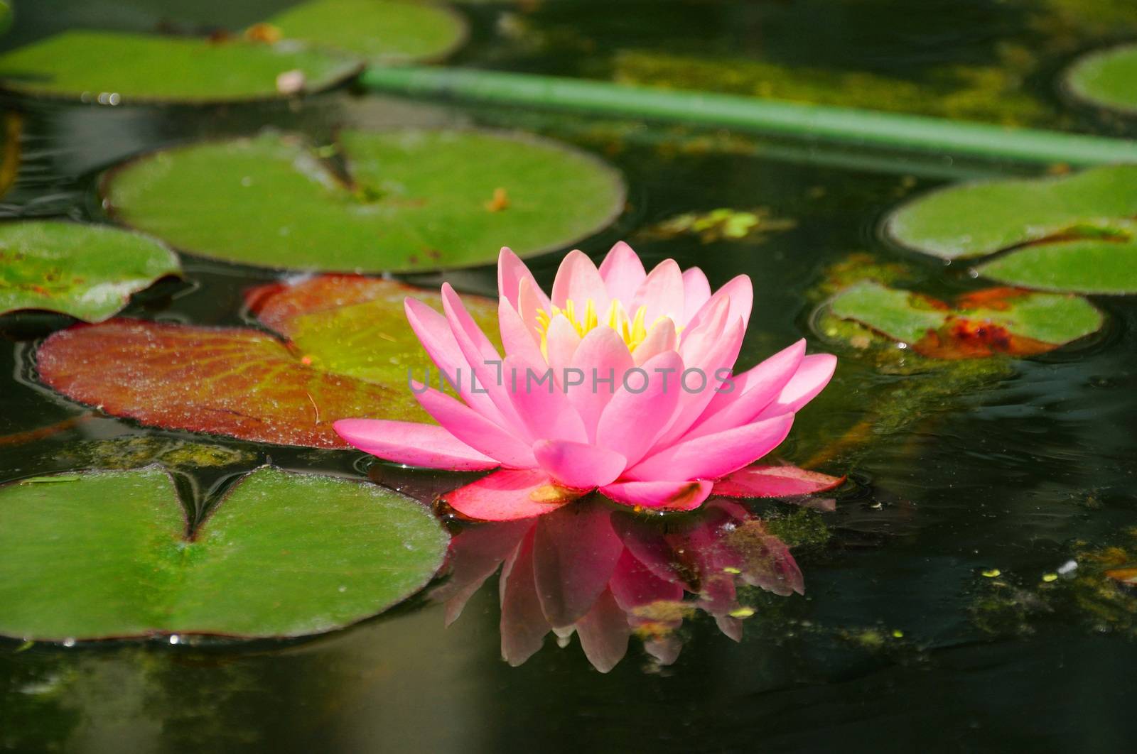 Pink Lily (Lilium) in closeup in Palmen Garten, Frankfurt am Main, Hessen, Germany