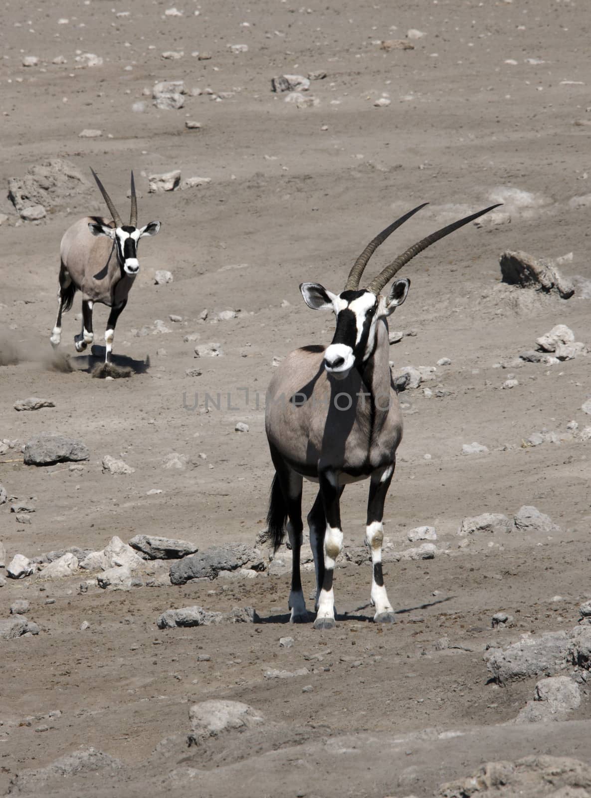 Gemsbok (Oryx gazella) in Etosha National Park in Namibia