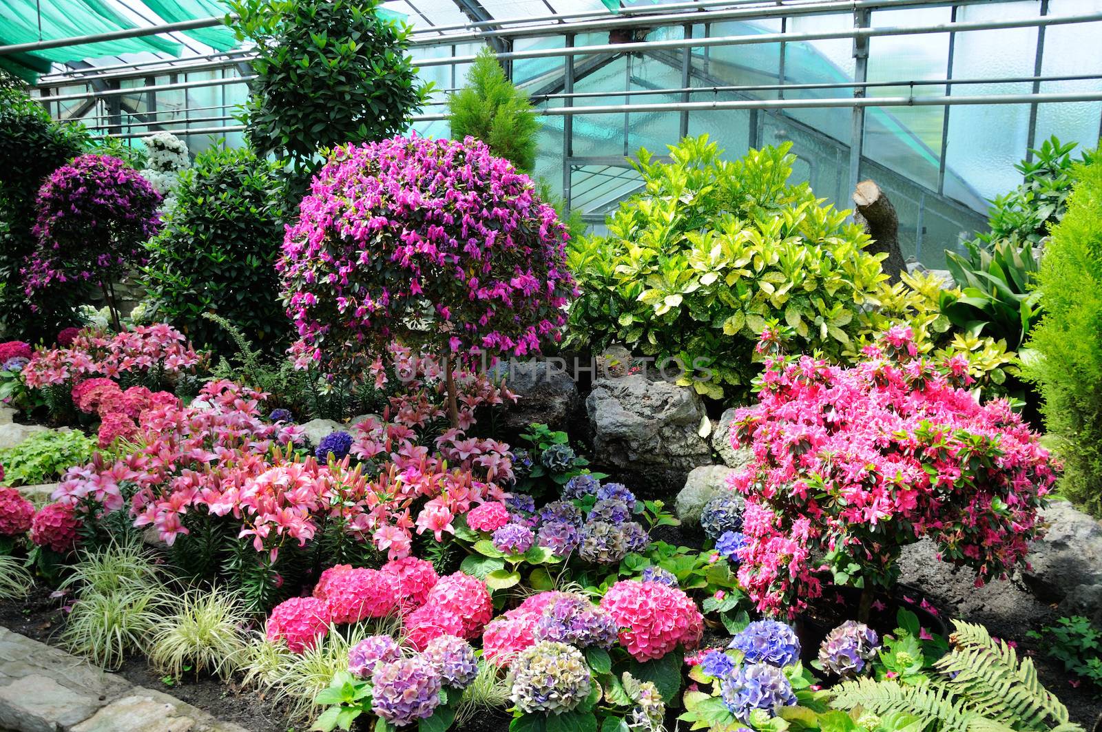 Pink and blue flowers in Palmen Garten, Frankfurt am Main, Hessen, Germany