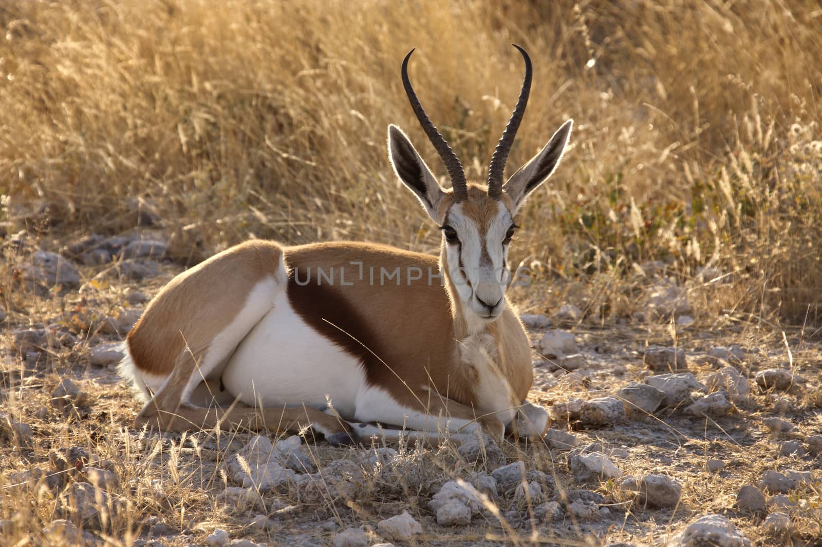Springbok (Antidorcus marsupialis) in Etosha National Park in Namibia