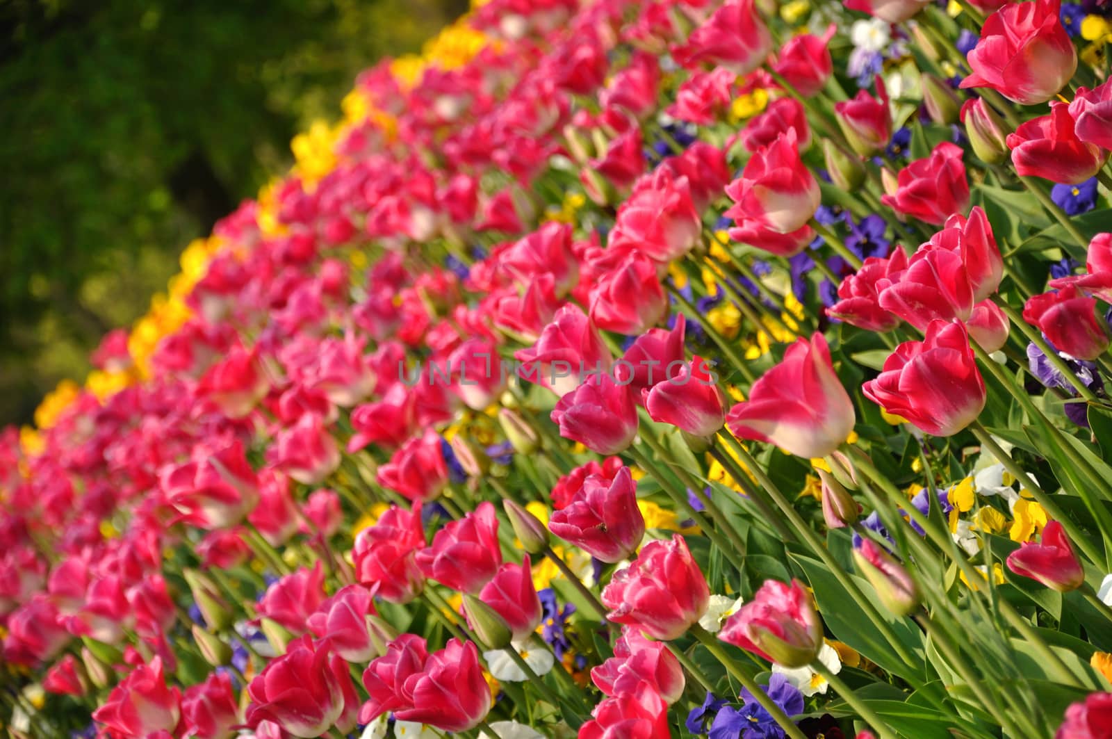 Pink blossing tulips in Keukenhof park in Holland