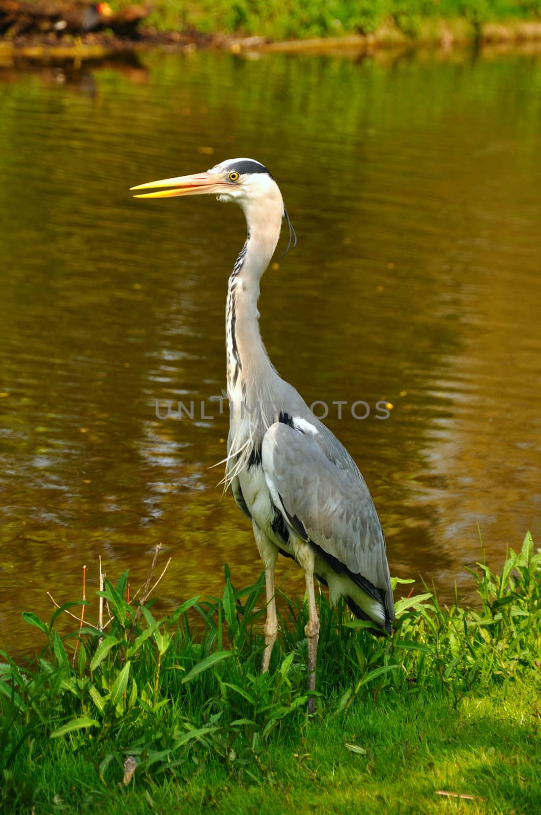 Great blue standing heron in the park near the lake on a sunny day, Amsterdam, Holland