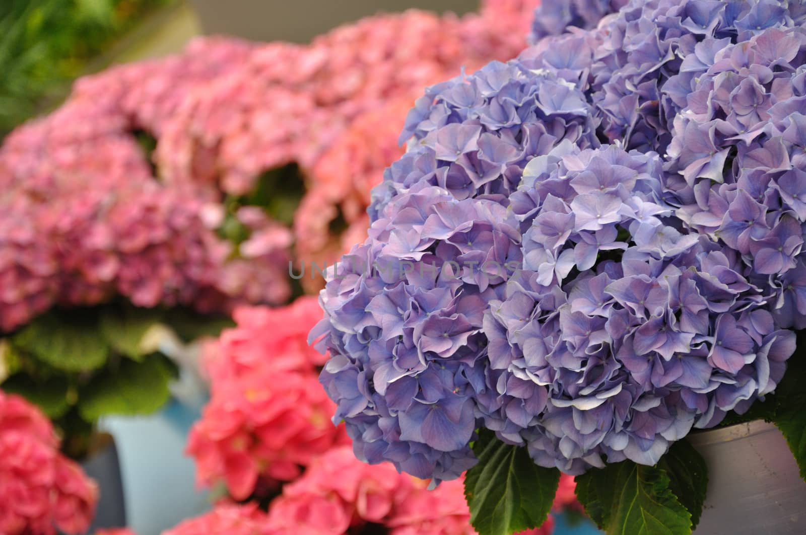 Blue hydrangea bodensee blossing in Keukenhof park in Holland