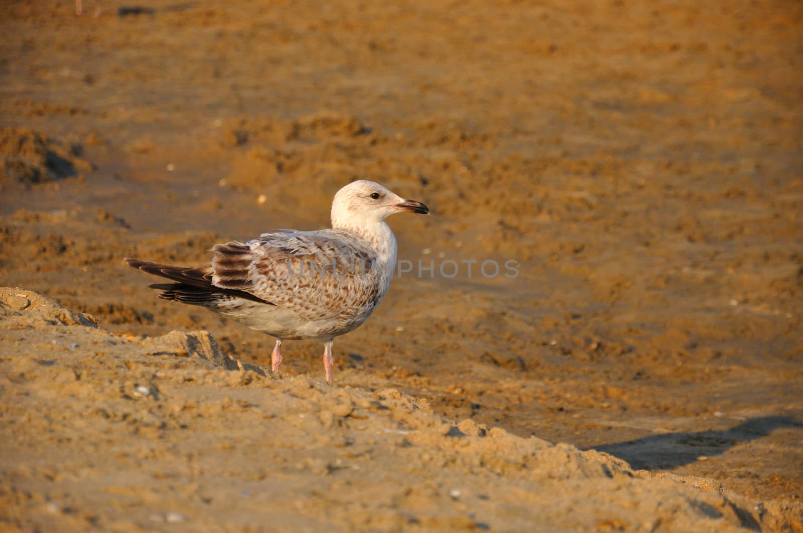 Young gull (seagull) standing gracefull on the seashore on the s by Eagle2308