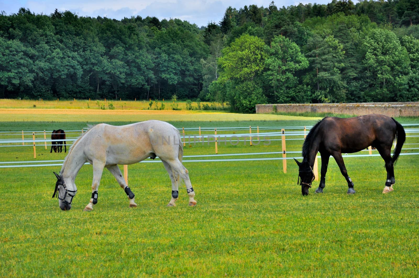 2 horses eating grass near Schloss Fasanarie in Fulda, Hessen, G by Eagle2308