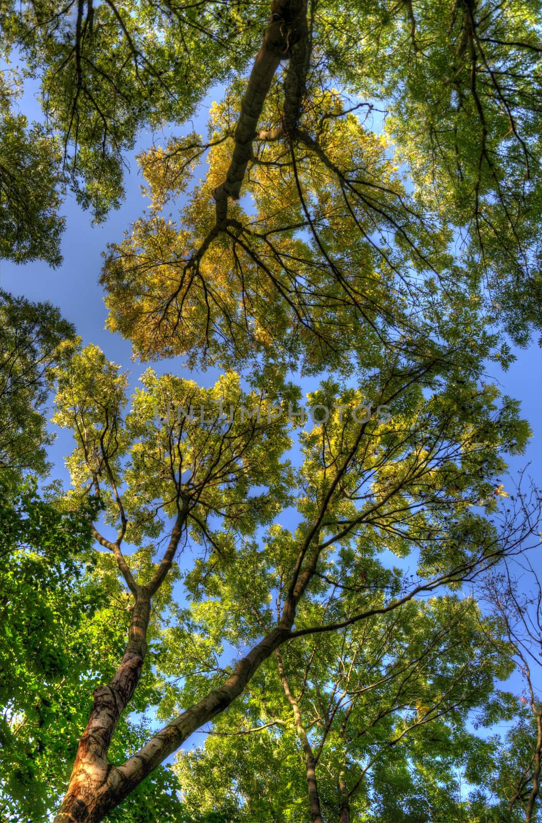 Trees branches with leaves, Mainz, Rheinland-Pfalz, Germany