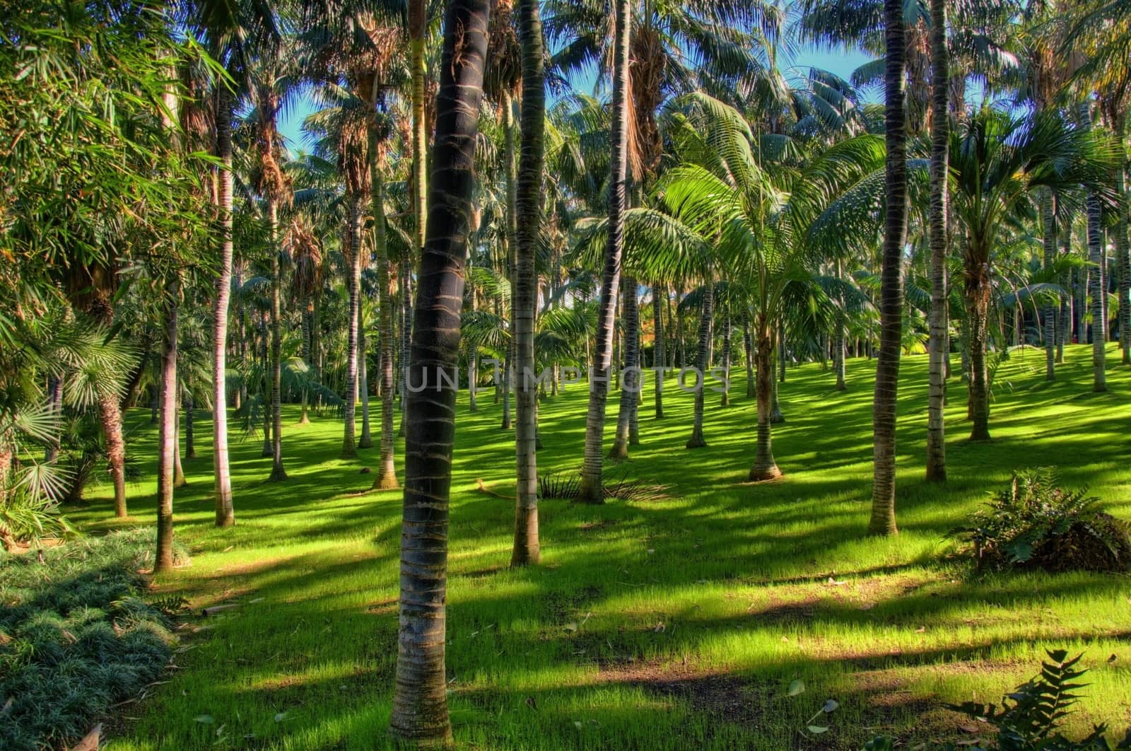 Palms in the jungles, Tenerife, Canarian Islands