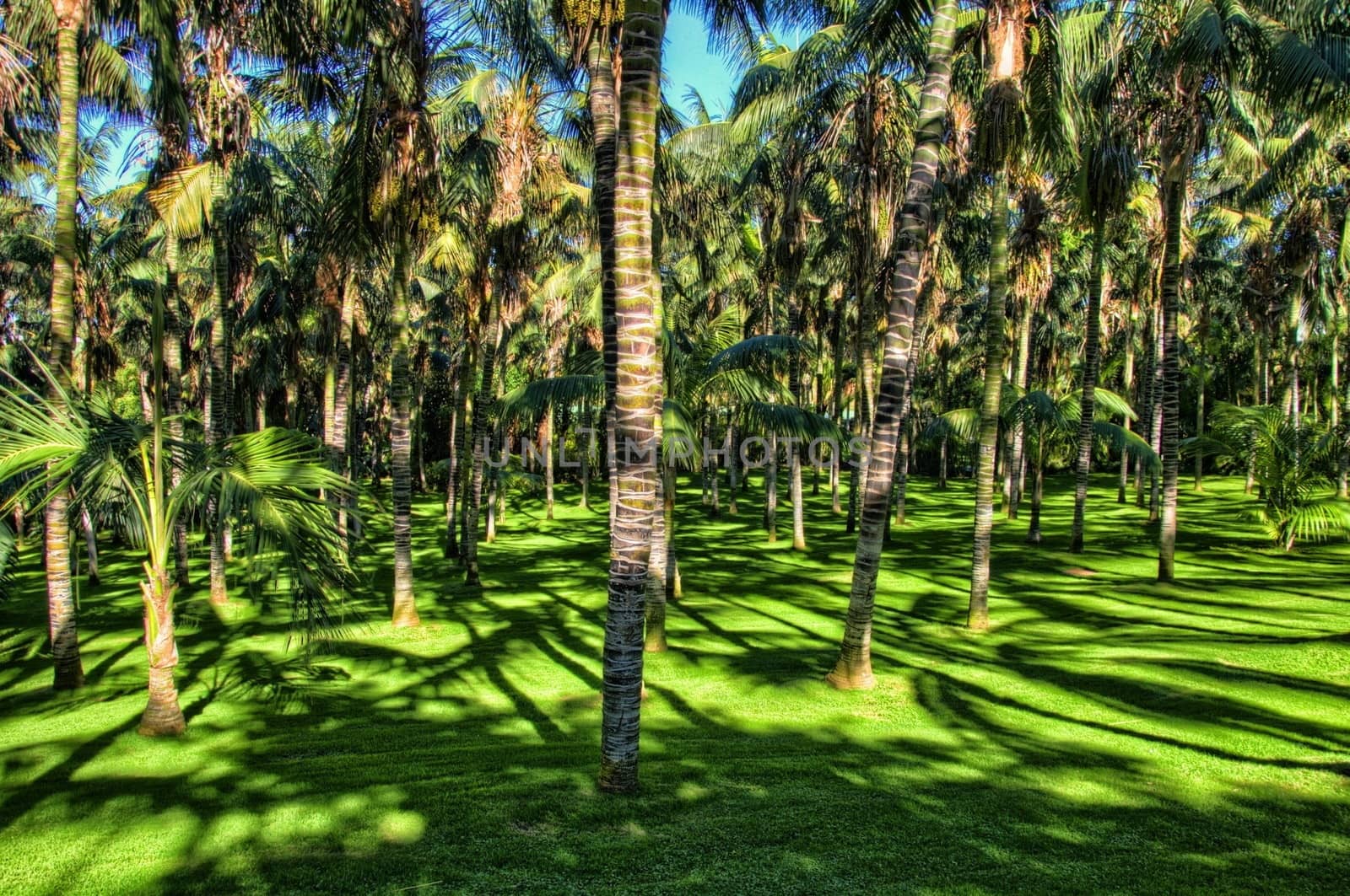 Palms in the jungles, Tenerife, Canarian Islands