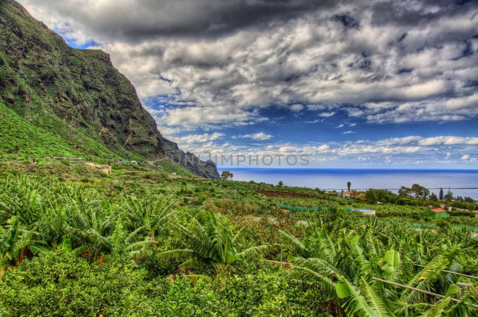 Banana palms plantation in north-west coast of Tenerife, Canaria by Eagle2308