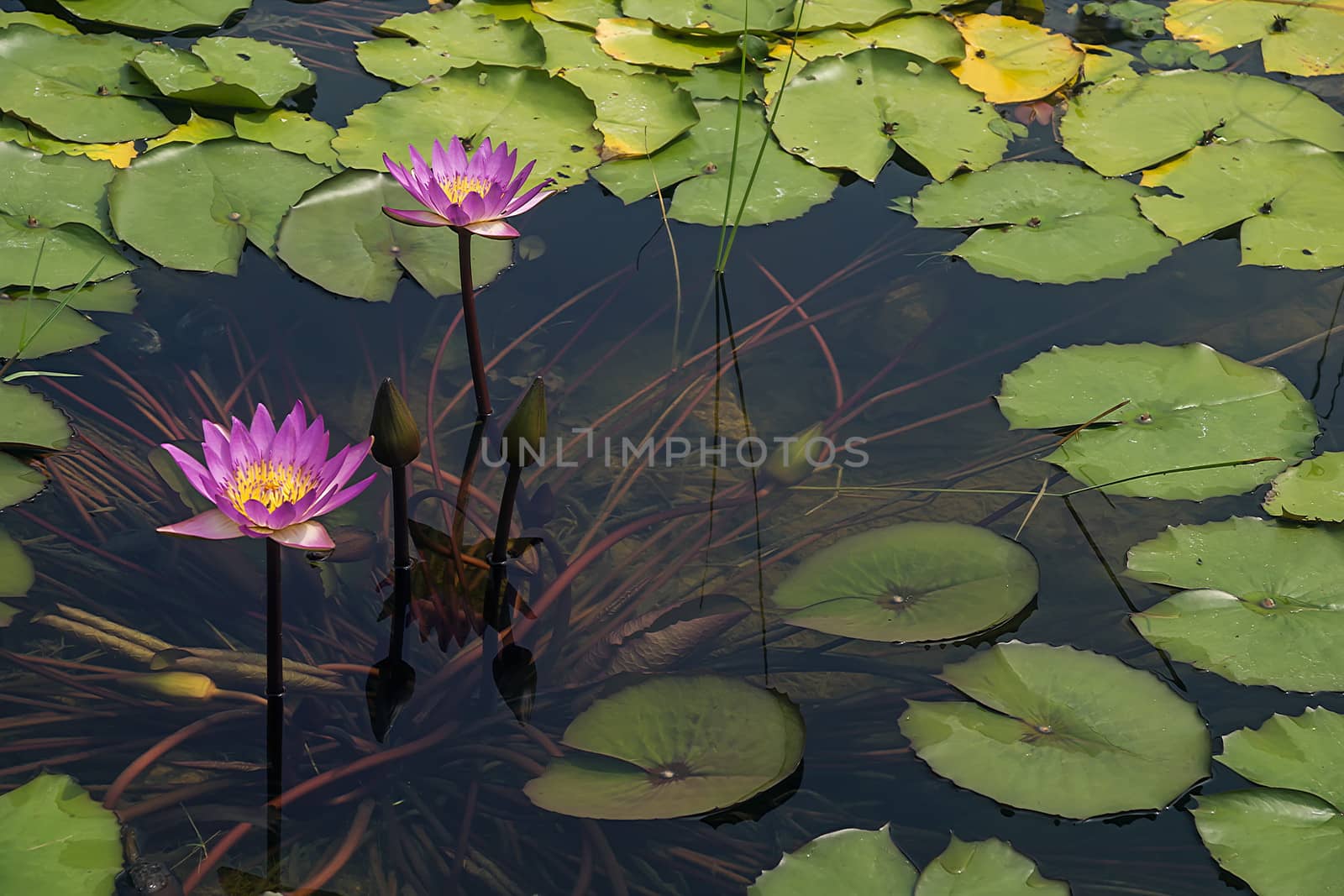 Lotus in full bloom in the pond