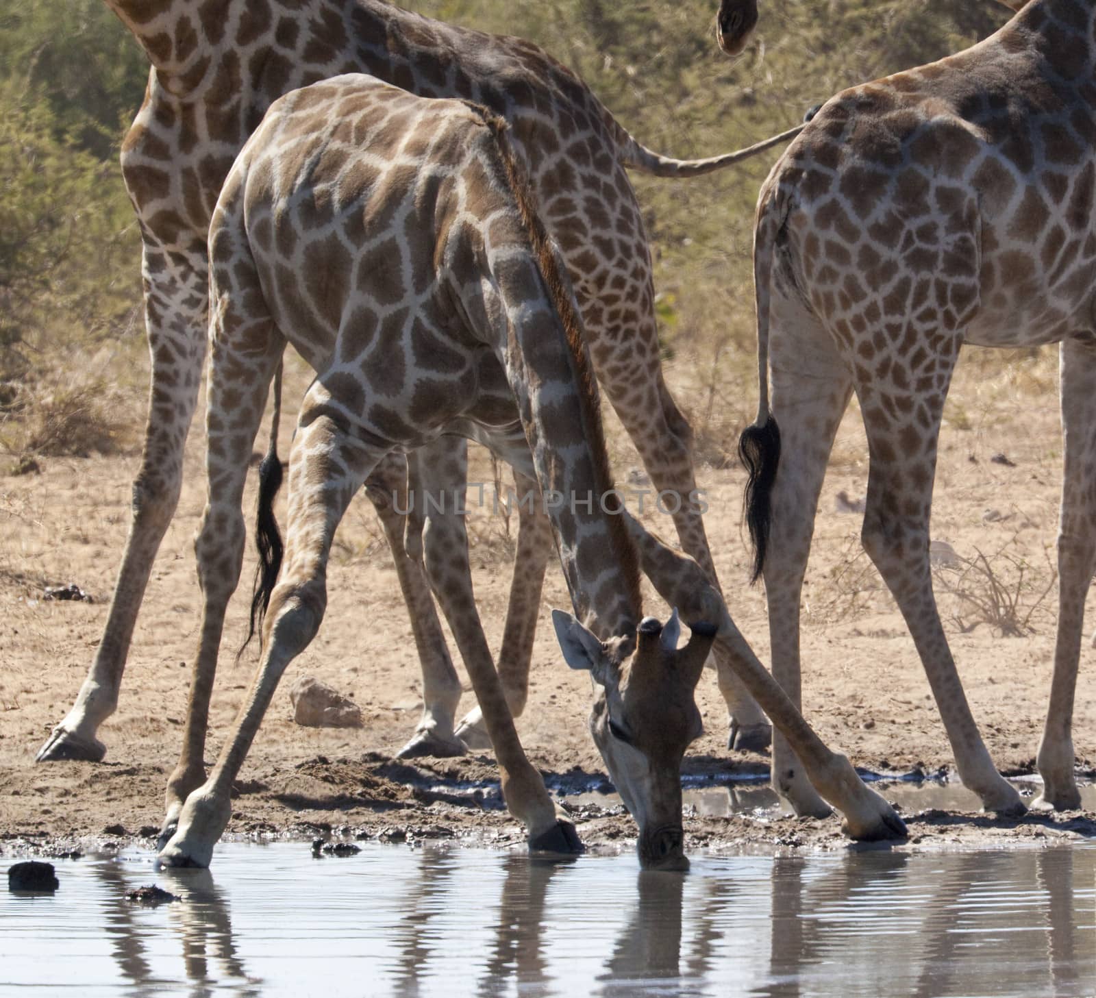 Giraffe (Giraffa camelopardalis) taking a drink at a waterhole in Etosha National Park in Namibia