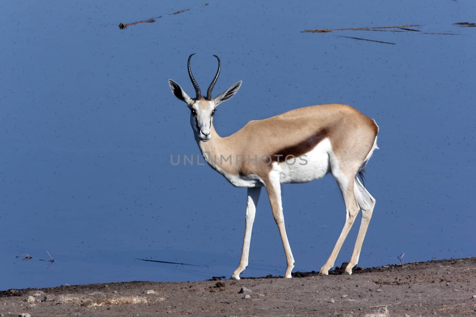 A Springbok (Antidorcas marsupialis) near a fly covered waterhole in Etosha National Park in Namibia