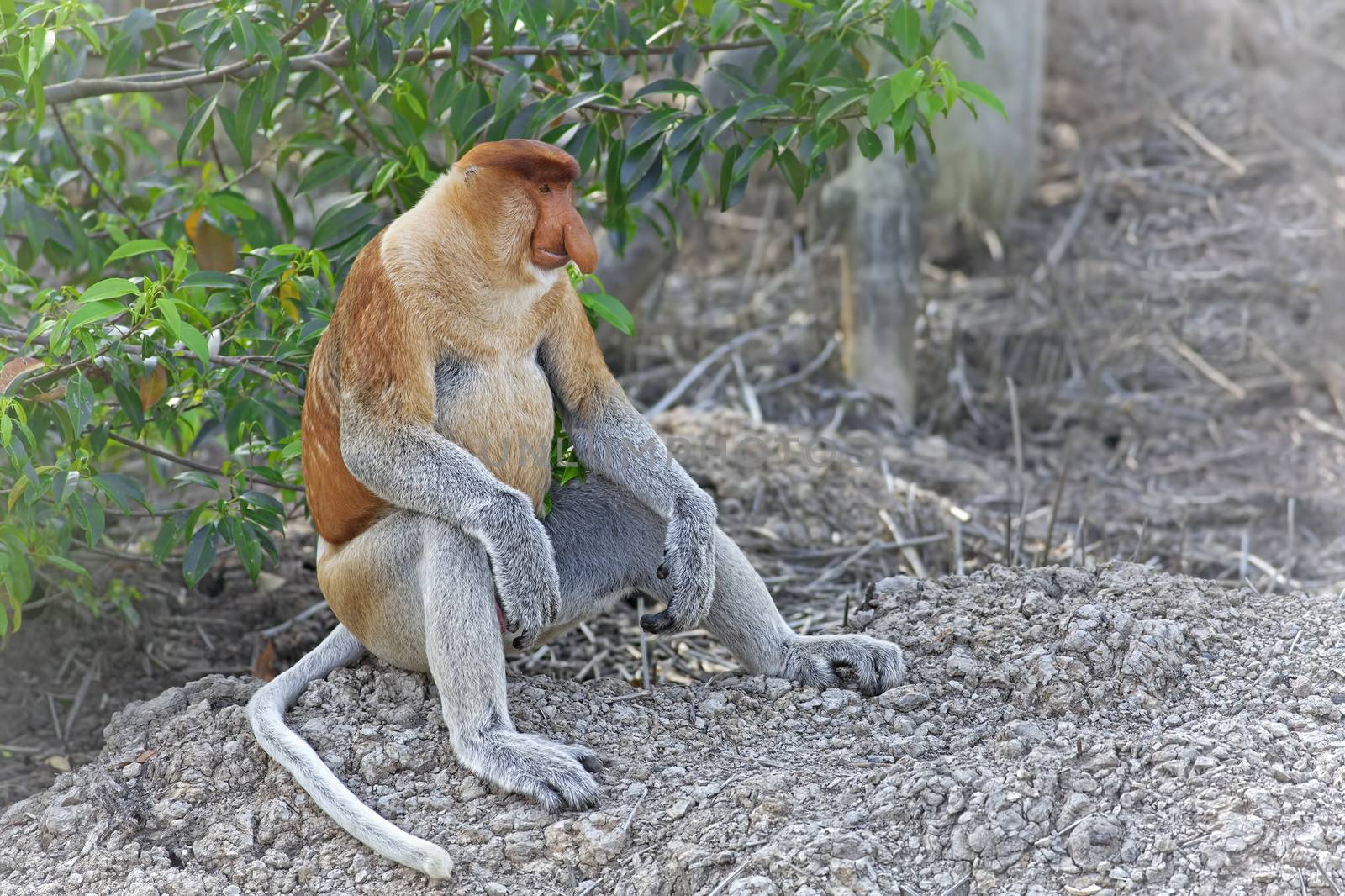 Proboscis monkey by kjorgen
