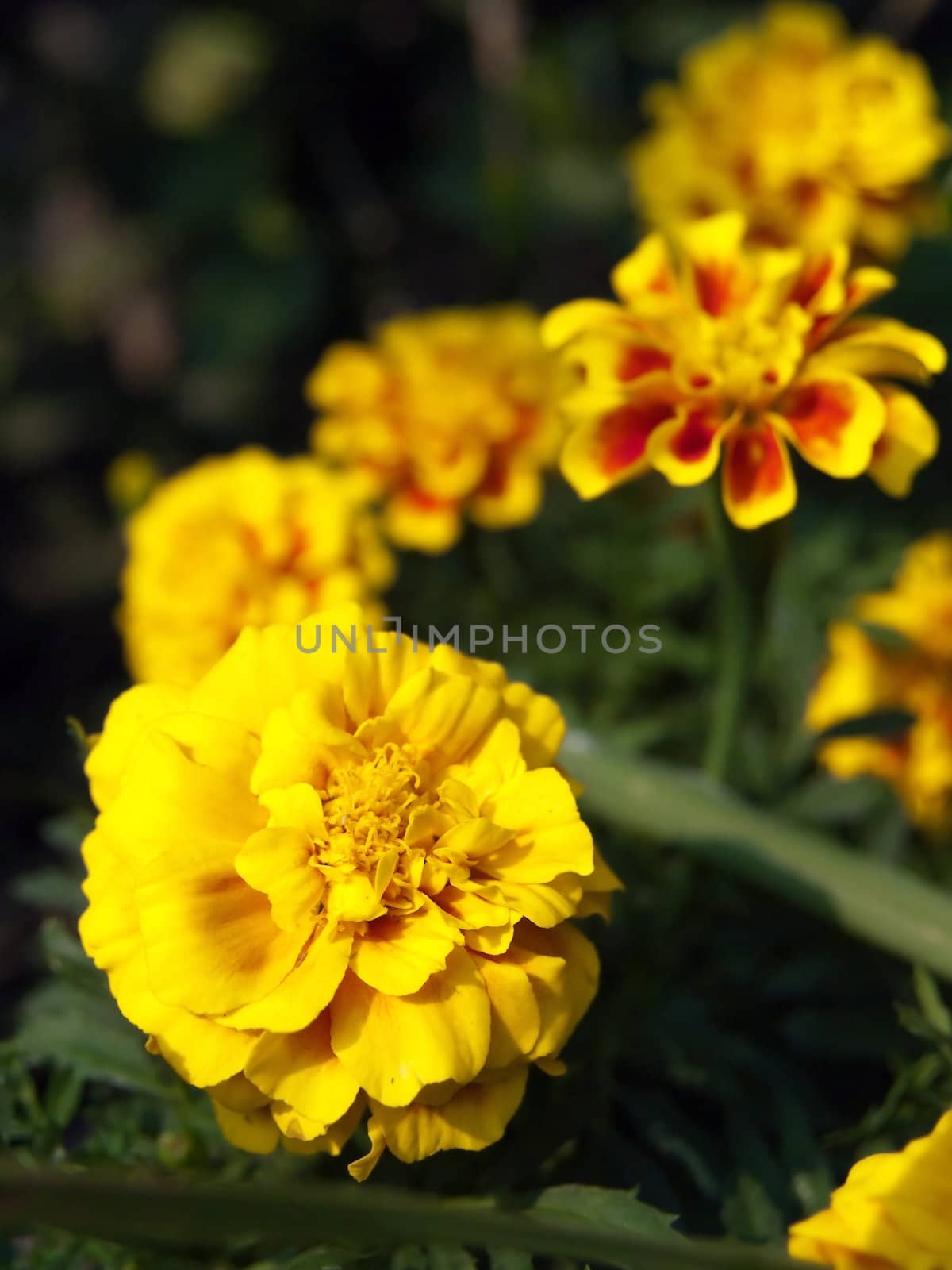 French marigold flowers by Exsodus
