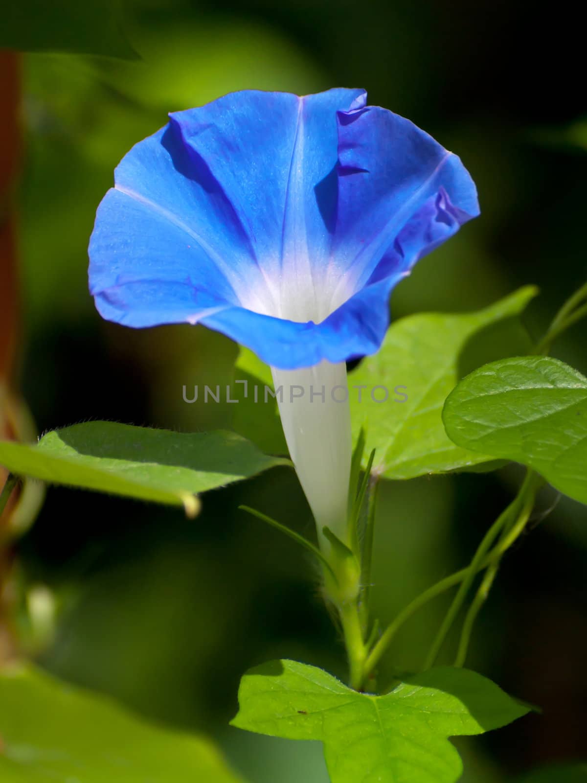 Beautiful blue flower of Morning glory(Ipomoea sp. Family Convolvulaceae)