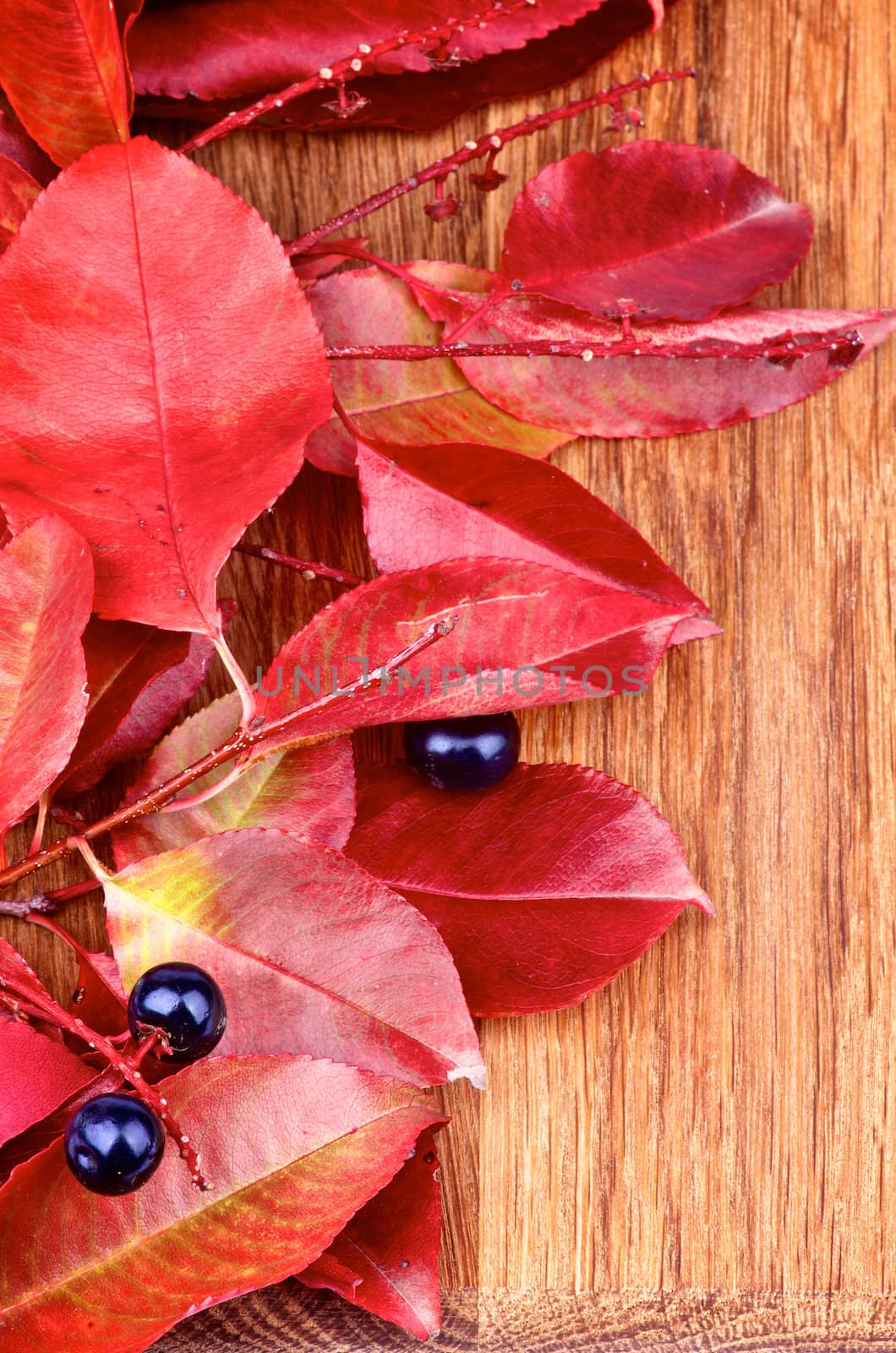 Heap of Sambucus Nigra with Leafs and Berries closeup on wooden background