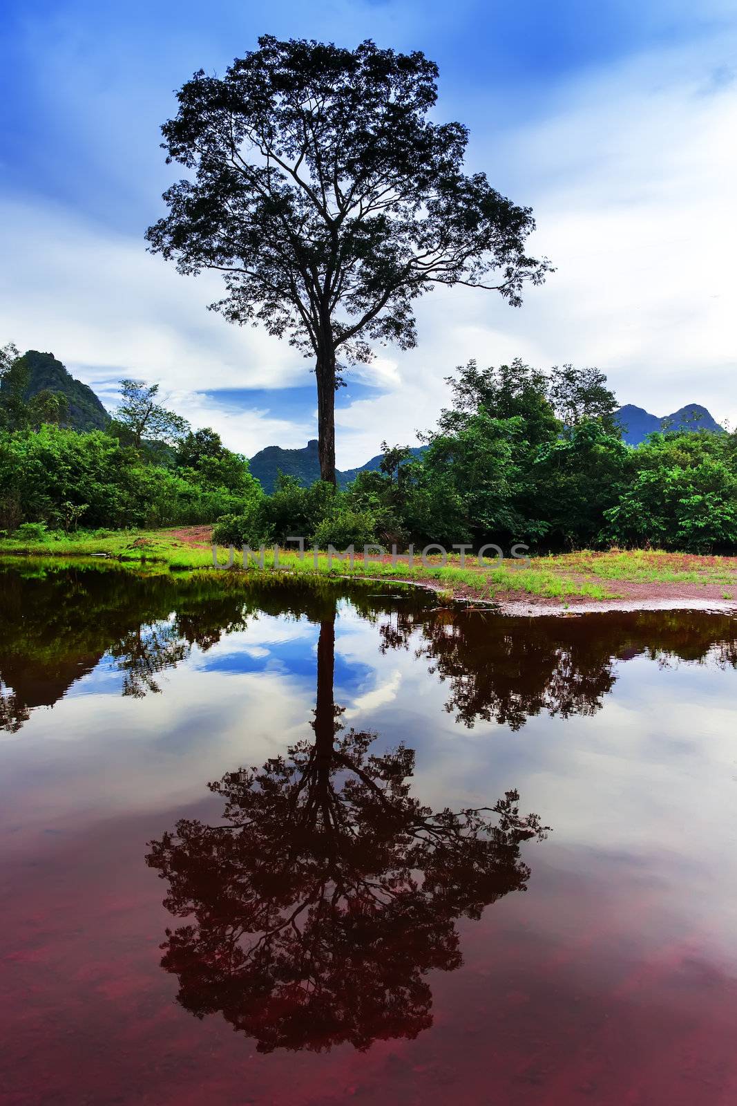 Reflections of Laos. Tree. by GNNick