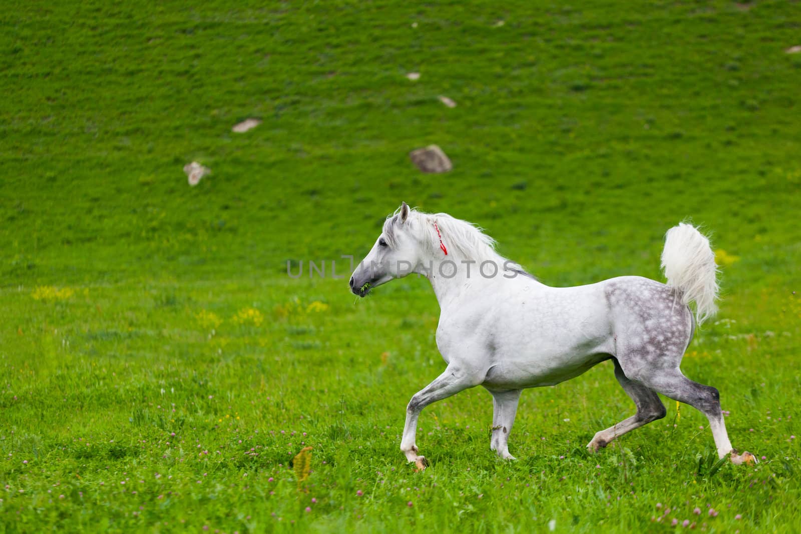 Gray Arab horse gallops on a green meadow