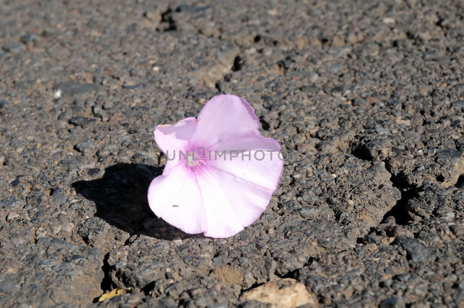 Trumpet Pink Flower on the Asphalt of the Road