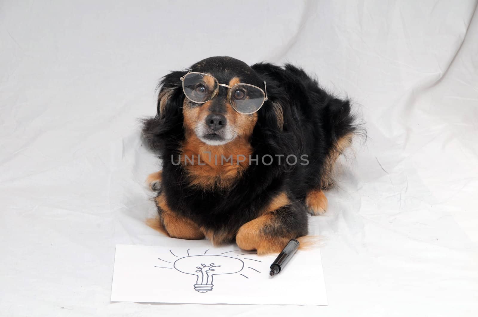 One Female Old Black Dog Drawing on a White Paper