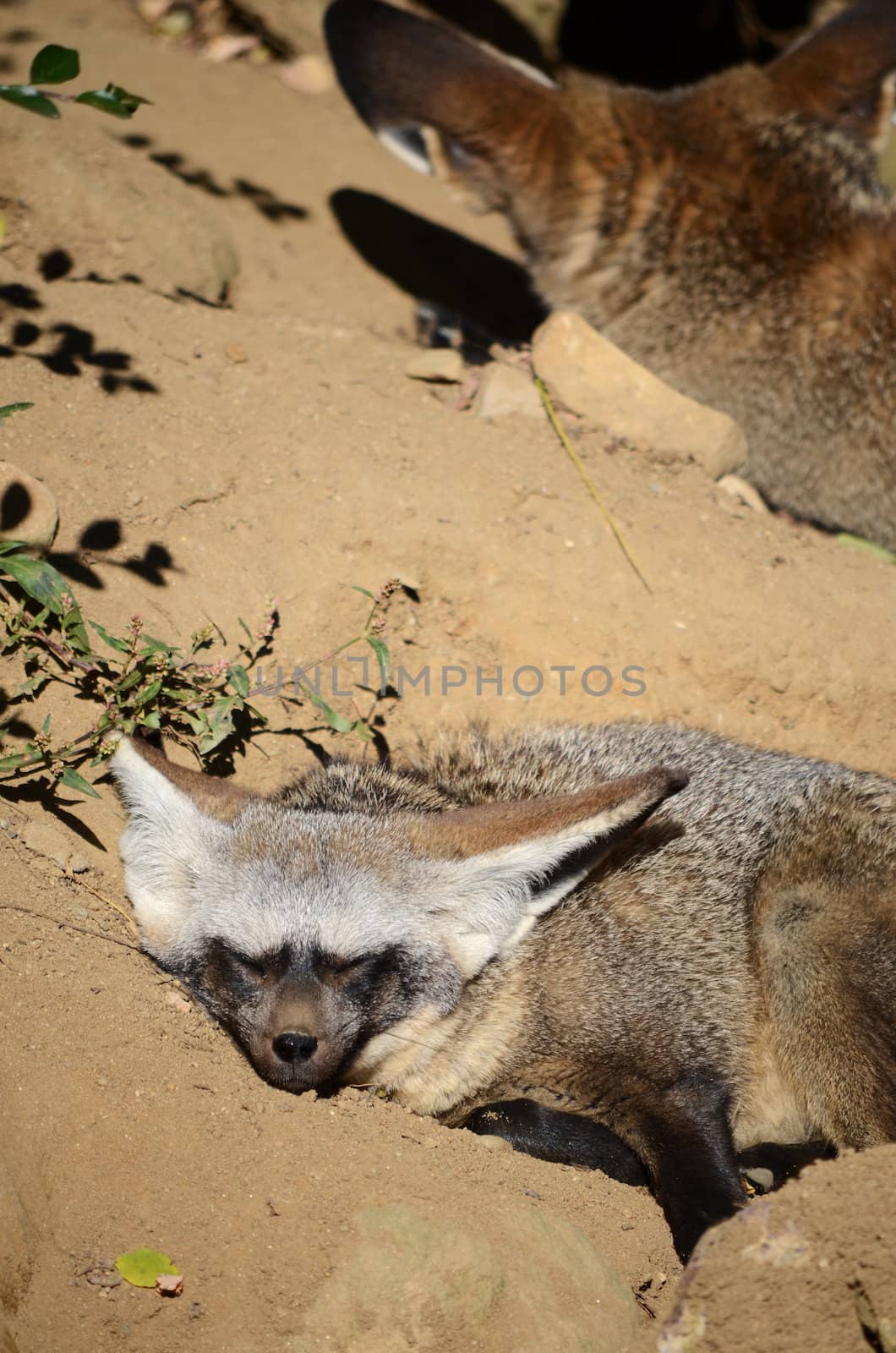 Bat-eared fox by sarkao
