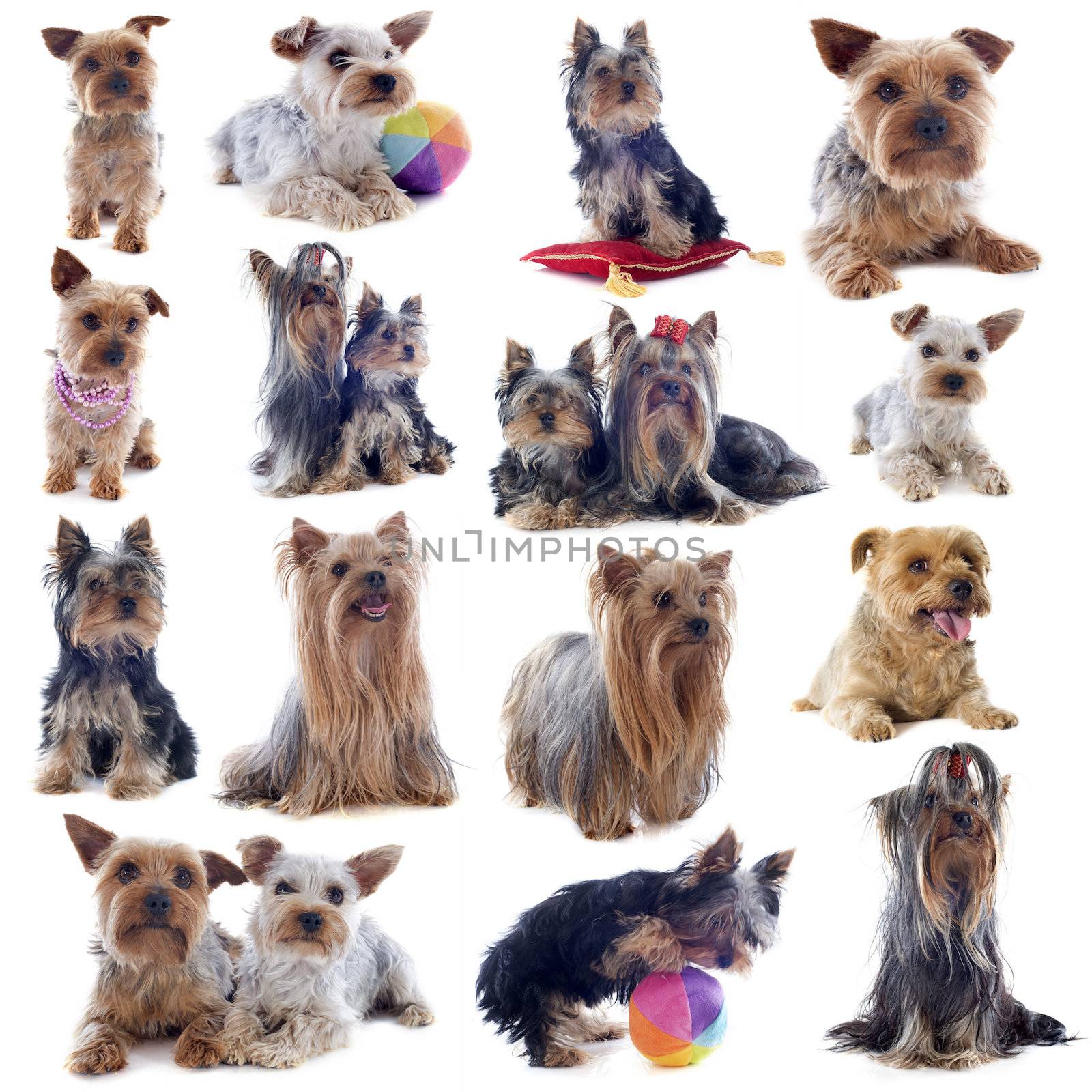 purebred yorkshire terriers in front of white background