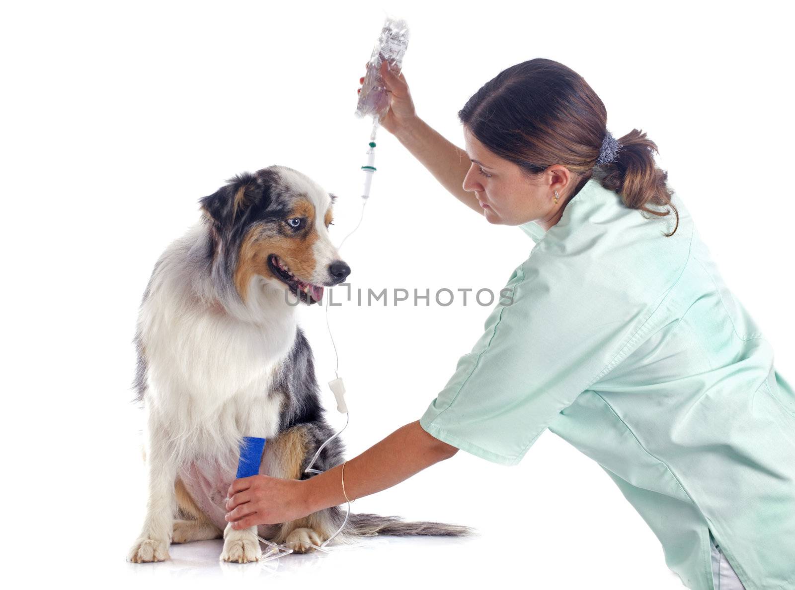 vet and dog by cynoclub