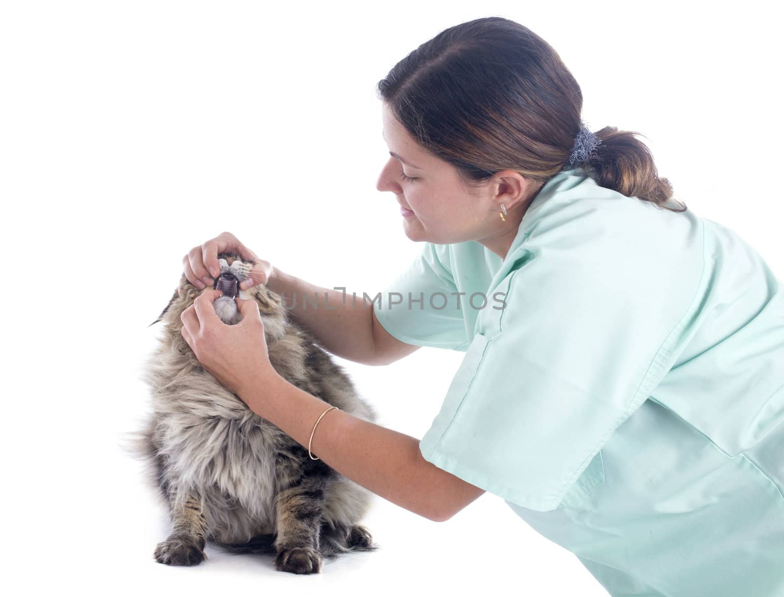 portrait of a purebred  maine coon cat and vet on a white background