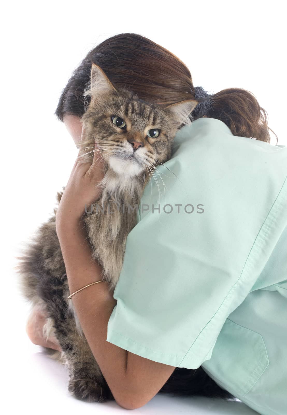 maine coon cat an vet by cynoclub