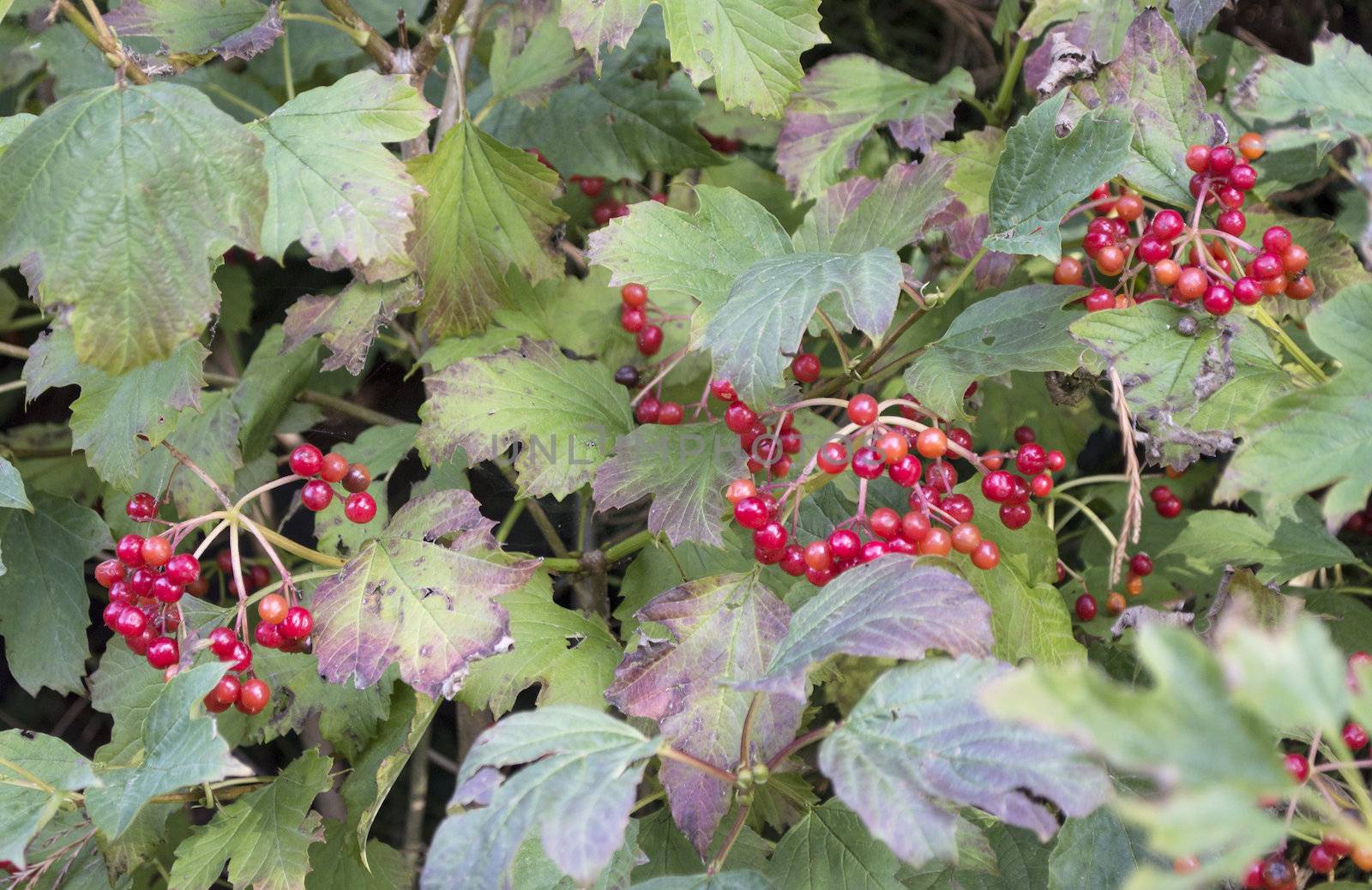 Brush red elderberries in nature
